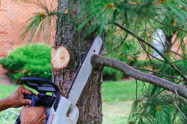 Why Choose Our Tree Removal Services in Alpine, UT?